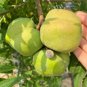 May include: Three round, light green fruits with smooth, firm skins attached to a woody branch. The fruits have a slightly flattened, segmented appearance with subtle yellow-green shading. A small, circular, greyish-brown stem scar is visible.