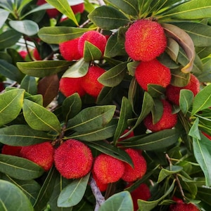 May include: A cluster of vibrant red bayberries with a textured, bumpy surface growing on a branch. The round fruits are surrounded by numerous smooth, pointed, dark green leaves that provide a dense foliage backdrop for the ripening berries.