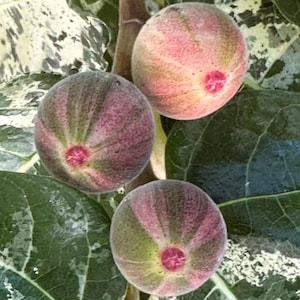 Panaché Tiger Fig Tree Sapling, Hand-Grafted Bare Root Fruit Plant