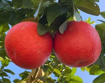 Könnte beinhalten: Zwei große, runde, leuchtend rote Grapefruits hängen an einem Ast. Die Zitrusfrüchte haben eine texturierte, genoppte Schale und sind von dunkelgrünen, ovalen Blättern vor einem klaren, hellblauen Himmel umgeben.