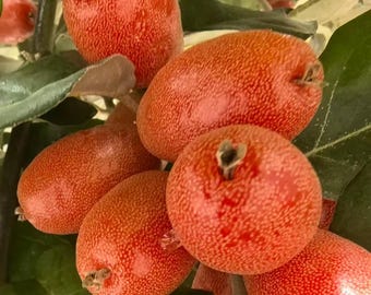Red Goumi Berry Bush Bare Root Sapling Live Silverberry Fruit Tree Plant for Edible Landscaping Cold Hardy Fast Growing