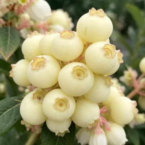 Ka-Bluey White Fleshed Blueberry Bare Root Rare Sweet Melting Flavor High-Yield Novelty Blueberry Sapling Unique Edible Garden
