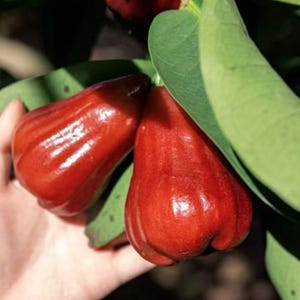 King Kong Black Diamond Wax Apple Tree Jumbo Dark Red Jambu Bare Root Sapling Extra Sweet Rare Exotic Live Fruit Tree