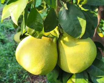 Könnte beinhalten: Zwei große, runde Pomelo-Früchte hängen an einem Baumzweig. Die Früchte haben eine texturierte, blass gelb-grüne Schale. Sie sind von zahlreichen breiten, dunkelgrünen Blättern umgeben, die Schatten spenden und einen Kontrast zur hellen Schale bilden.