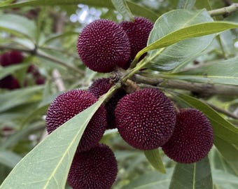 Könnte beinhalten: Eine Ansammlung reifer, dunkelvioletter Baybeeren, die an einem Zweig hängen. Die Früchte haben eine ausgeprägte, noppige, texturierte Oberfläche und sind von länglichen, glatten, hellgrünen Blättern umgeben, die an dünnen Zweigen wachsen.