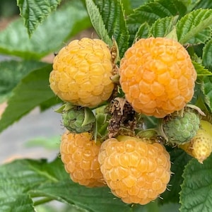 May include: A cluster of golden yellow raspberries growing on a green leafy plant. The fruit consists of multiple small, rounded drupelets. Several berries are fully ripe and vibrant yellow, while others remain small, firm, and light green.