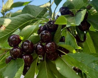 Könnte beinhalten: Eine Ansammlung von dunklen, glänzenden, tiefroten Kirschen, die an einem Ast mit leuchtend grünen, gezackten Blättern hängen. Die runden Früchte haben eine glatte, reflektierende Schale mit feinen Vertiefungen, eingebettet im Laub.