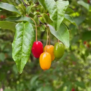 May include: A cluster of small, oval-shaped fruits hanging from a branch, displaying a gradient of colors from bright red to golden yellow and light green. The fruits are suspended by thin stems among several textured, pointed green leaves.