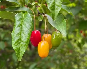 Goumi Berry Bush: Grafted, Bare Root, Sweet Tart Red Fruit Plant (Nitrogen Fixing Shrub)