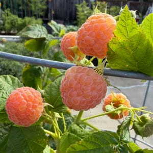 May include: A cluster of ripe golden raspberries growing on a vine with green serrated leaves. The berries have a textured, bumpy surface and a pale orange-yellow color. They are attached to thin green stems supported by a metal wire trellis.