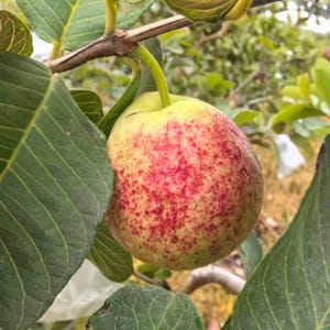May include: A round guava fruit hanging from a branch, featuring a pale yellow skin with a dense pattern of small, vibrant red speckles. The fruit is surrounded by large, textured green leaves with visible veins, attached to a woody stem.