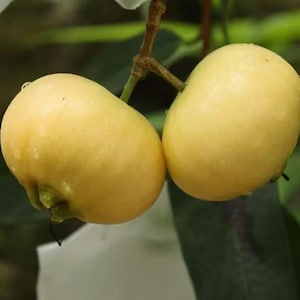 May include: Two round, pale yellow fruits hang from a thin brown stem. The skin of the fruits appears smooth with a slight sheen, and the base of the left fruit shows a small, green, star-shaped calyx. The fruits are attached to a branch.