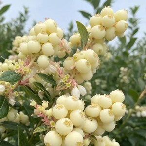 K&ouml;nnte beinhalten: Eine Ansammlung runder, cremefarbener Beeren, die an einem Strauch wachsen. Die Beeren sind glatt und kugelf&ouml;rmig und sitzen an d&uuml;nnen, hellen Stielen. Kleine gr&uuml;ne Bl&auml;tter und winzige, hellgelbe Bl&uuml;tenknospen sind zwischen den Fr&uuml;chten zu sehen.