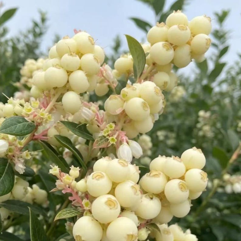 K&ouml;nnte beinhalten: Eine Ansammlung runder, cremefarbener Beeren, die an einem Strauch wachsen. Die Beeren sind glatt und kugelf&ouml;rmig und sitzen an d&uuml;nnen, hellen Stielen. Kleine gr&uuml;ne Bl&auml;tter und winzige, hellgelbe Bl&uuml;tenknospen sind zwischen den Fr&uuml;chten zu sehen.
