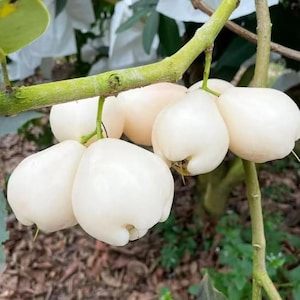 May include: A cluster of white wax apples hanging from a light green tree branch. The fruit has a smooth, bell-shaped appearance with a slightly indented bottom. The skin is opaque and pale, showing subtle variations in tone across the rounded surfaces.