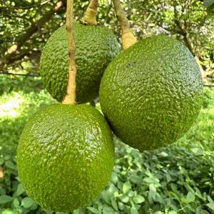 May include: Three fresh avocados hanging from a tree branch. Each fruit features a textured, bumpy, vibrant green skin and is attached to a light tan stem. The avocados are round to oval in shape, displaying a consistent green color throughout.
