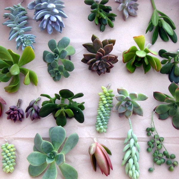100 Individual unrooted SUCCULENT CUTTINGS, great variety & color.