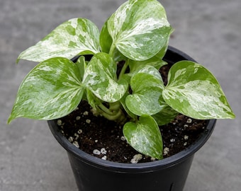 Monstera Bulbasaur Live Plant Seedling – Tropical Aroid Collector Houseplant