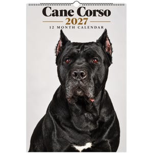 May include: A 2027 12-month wall calendar featuring a portrait of a black Cane Corso dog. The top of the calendar displays the text Cane Corso 2027 12 MONTH CALENDAR in black and gold lettering. The dog has dark eyes and a small white chest patch.