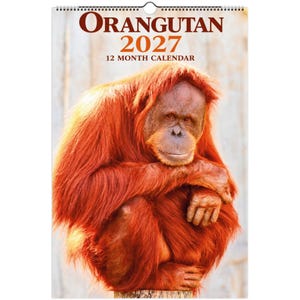 Può includere: Un calendario da parete di 12 mesi per il 2027 con una grande fotografia ad alta risoluzione di un orangotango dal lungo pelo rosso-arancio vibrante. Il testo in alto recita ORANGUTAN 2027 12 MONTH CALENDAR in grassetto marrone e arancione.