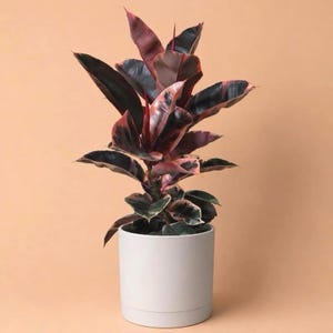 May include: A Ficus elastica Ruby plant with variegated leaves in shades of dark green, cream, and deep pink. The plant is potted in a smooth, cylindrical, light gray ceramic planter with a visible horizontal seam near the base of the pot.