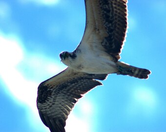 Osprey