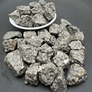 May include: A collection of raw, grey fossiliferous limestone rocks featuring numerous embedded circular and oval fossil structures. Some stones are contained within a white ceramic bowl, while others are scattered around the base of the bowl.