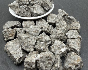 Fossiliferous Limestone Raw Stone - Fossil Coral Stone Rough Crystal, Collection Mineral Gift, Gemstone Supplies