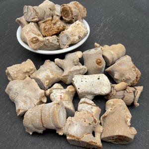 May include: A collection of fossilised rugose coral specimens, featuring cylindrical shapes with visible vertical septal ridges and concentric growth rings. Some pieces are contained within a white bowl, while others are scattered around.