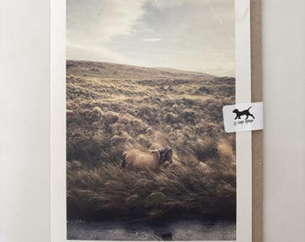 Dartmoor Pony Greeting Card | Blank Photo Card, Animal Lover, Devon (Recycled)