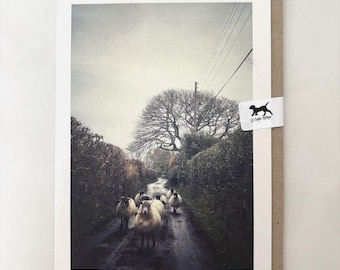 Hälsningskort med Dartmoor-får | Tomt fotokort för födelsedag, nytt jobb, grattis, Devons landsbygd (ekologiskt återvunnet)