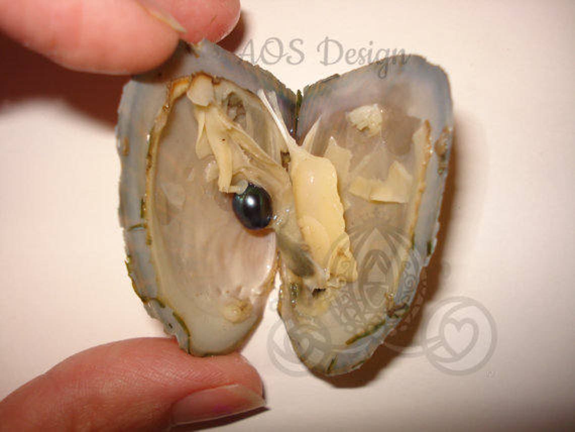 Pearl Oyster With Pearl Oyster Kit Craft Kit Kid Pearl in Etsy