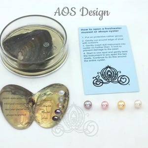 Freshwater Oyster Mussel Mollusk With Pearl- AOS Design