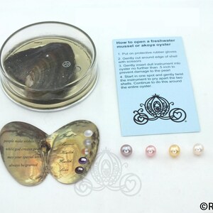 pearl oyster loose pearl