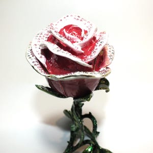 belle rose
