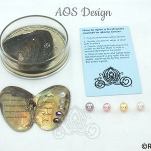 pearl oyster loose pearl