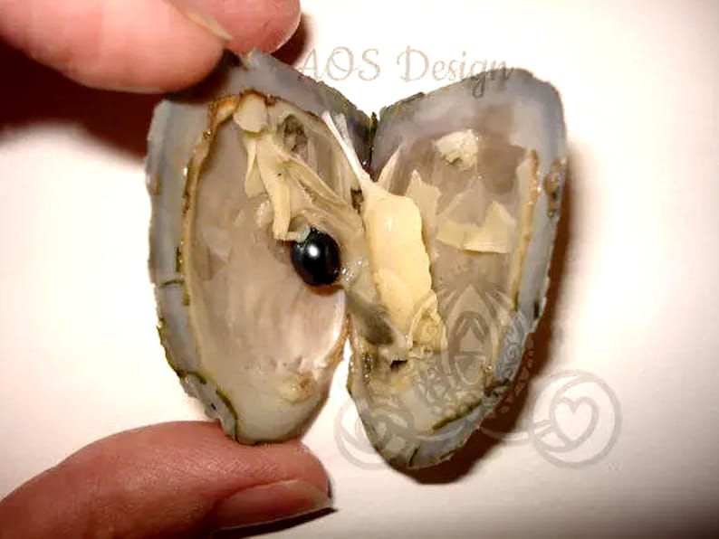 Open an Oyster Find a Pearl at Home- Pearl in Each Oyster - AOS Design