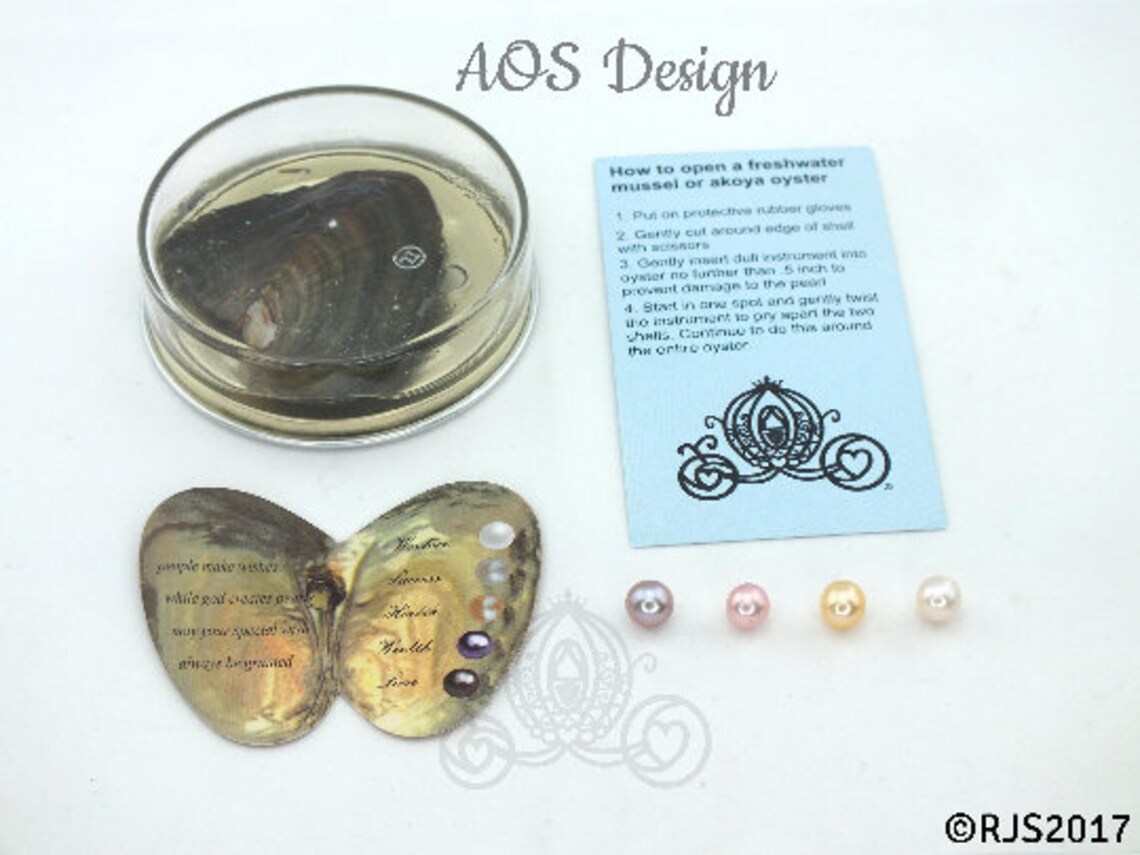 Pearl Oyster With Pearl Oyster Kit Craft Kit Kid Pearl in Etsy