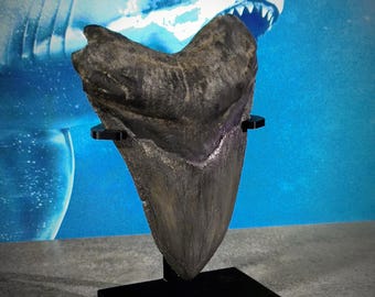 メガロドンザメの歯のレプリカ｜リアルな化石レプリカ 12cm｜先史時代のサメの装飾｜古生物学ギフト