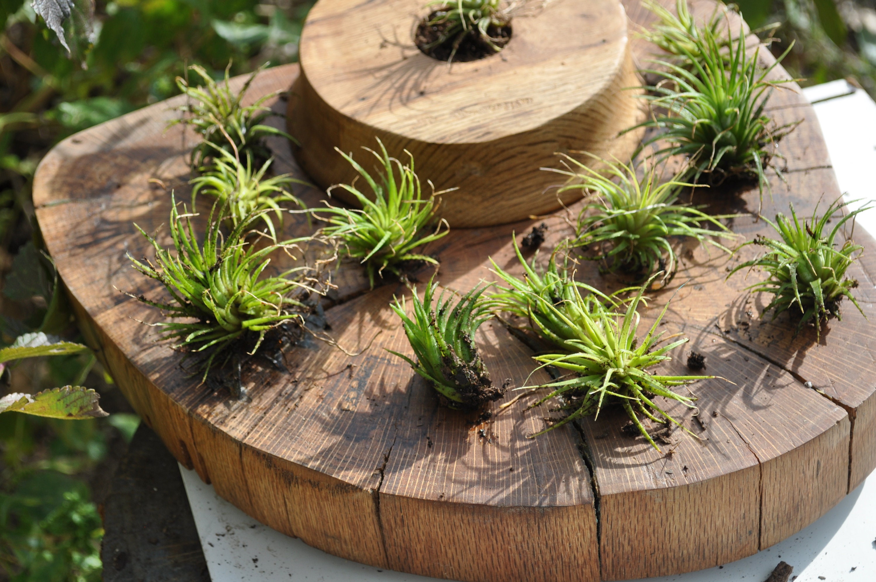 Air Plants with Live Edge planter