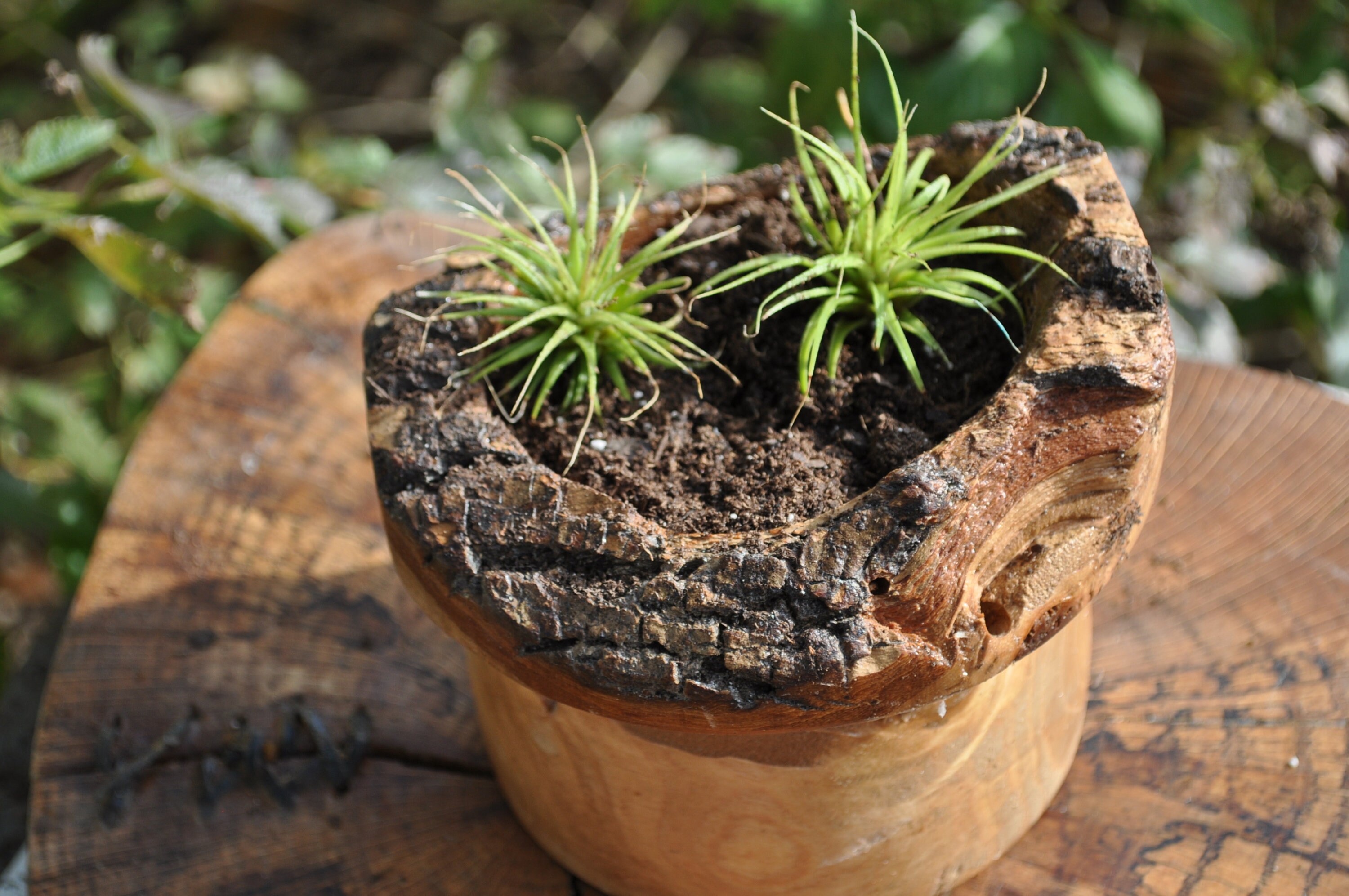 Air Plants with Live Edge planter