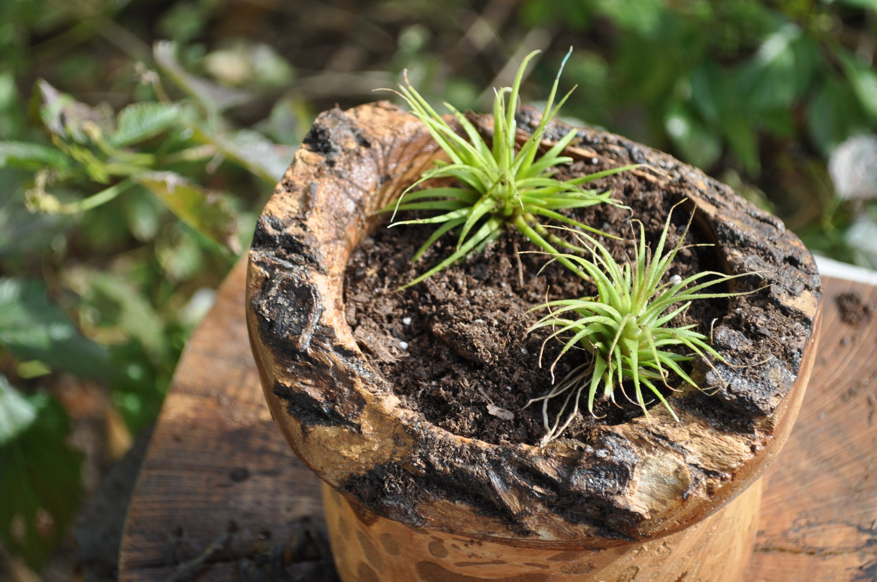 Air Plants with Live Edge planter