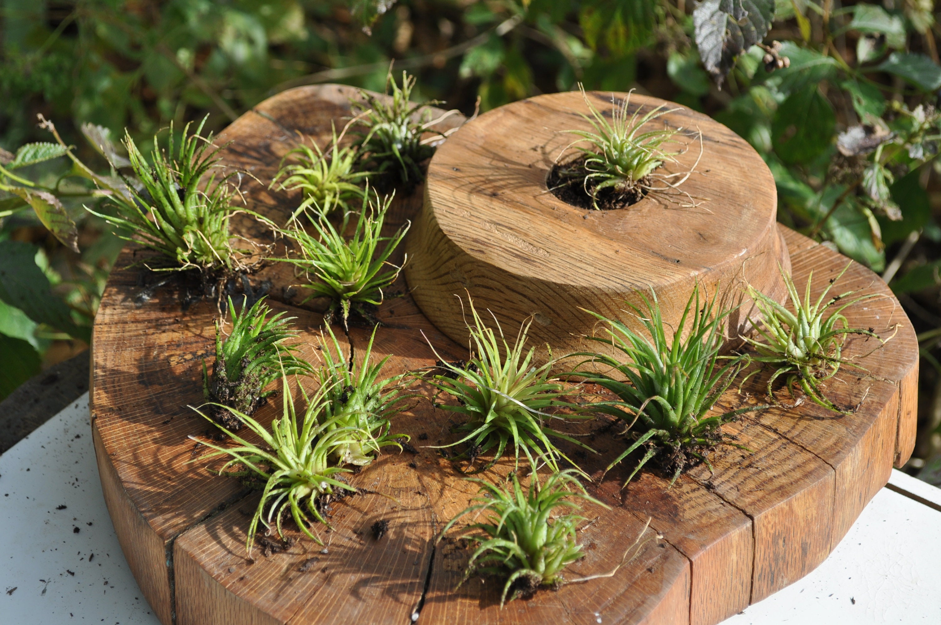 Air Plants with Live Edge planter