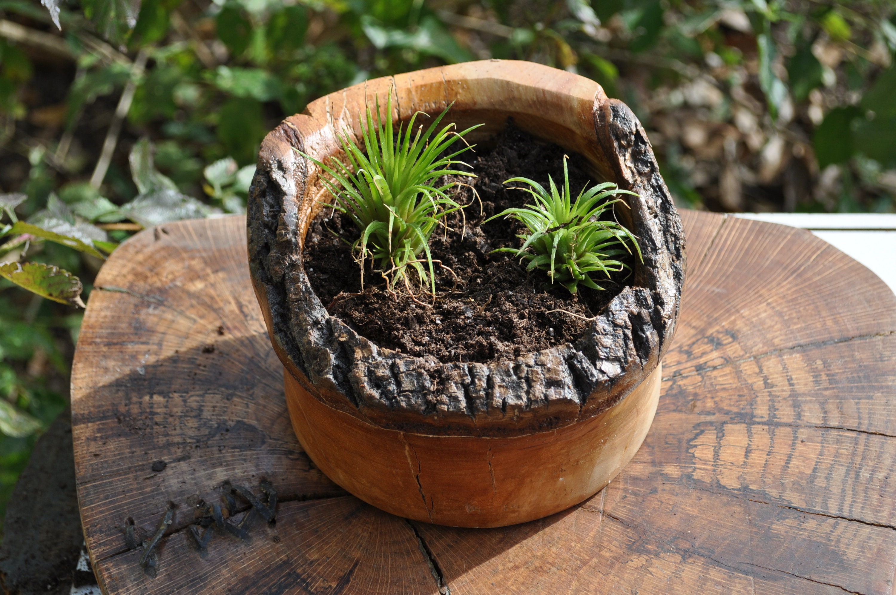 Air Plants with Live Edge planter