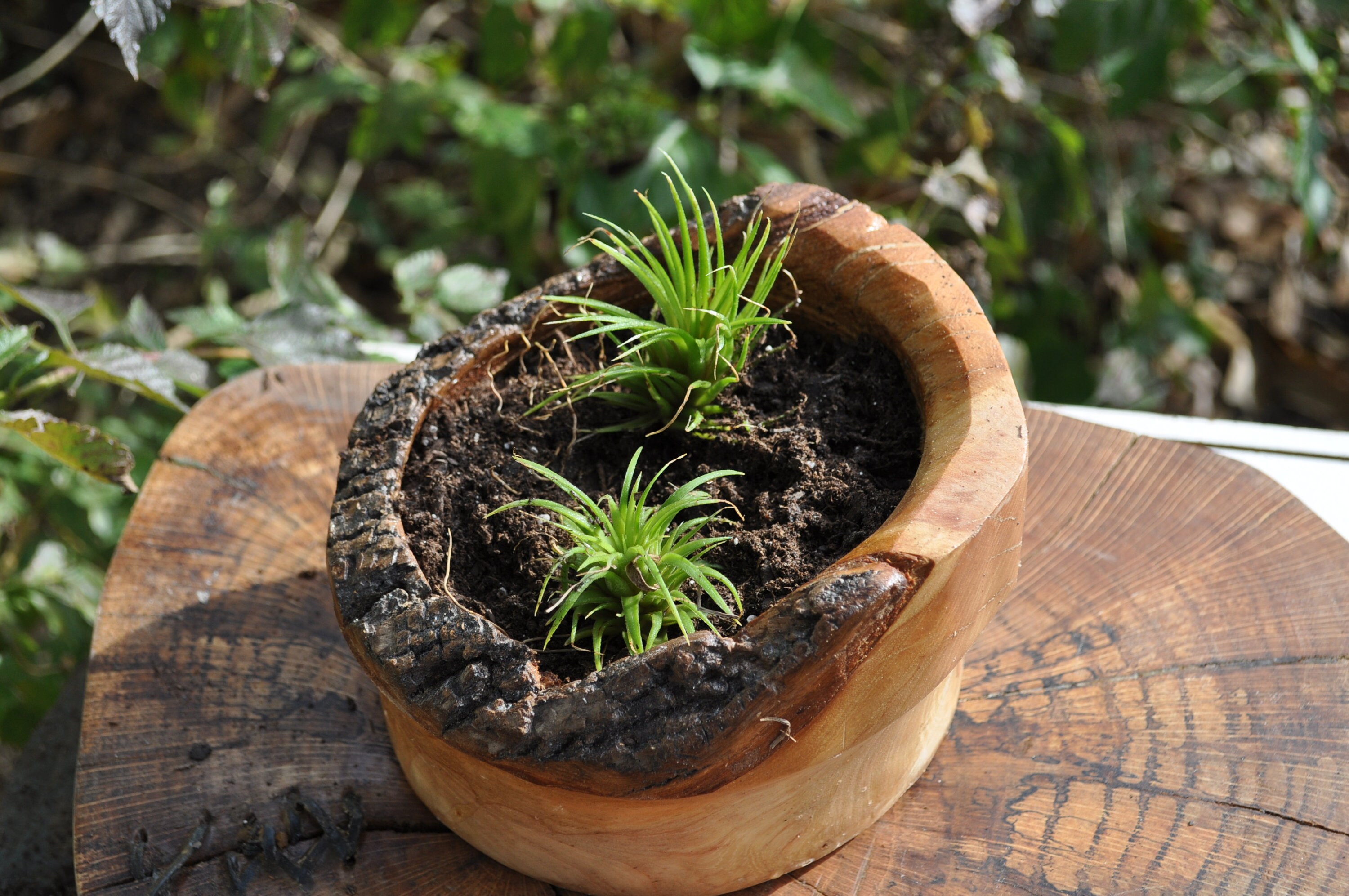 Air Plants with Live Edge planter