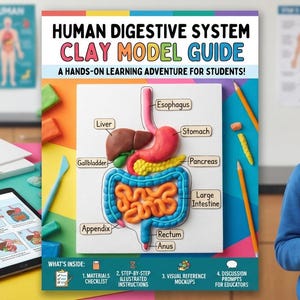 May include: A Human Digestive System Clay Model Guide featuring a central diagram of the digestive tract made of colorful clay. The guide includes labels for the esophagus, liver, stomach, pancreas, gallbladder, large intestine, appendix, rectum, and anus.