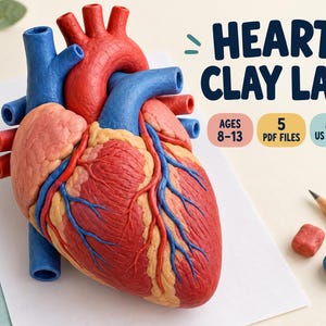 Human Heart Clay Model Activity | Anatomy STEM Project (Printable PDF)