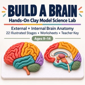 Op de afbeelding: Een Build a Brain Hands-On Clay Model Science Lab set met tekst over externe en interne hersenanatomie, 22 geïllustreerde fasen, werkbladen en een docentensleutel. Twee kleurrijke kleimodellen van hersenen tonen buiten- en binnenaanzichten.