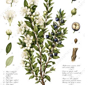 Può includere: Un'illustrazione botanica di Myrtus communis, etichettata MIRTO, che mostra un arbusto centrale con fiori bianchi e bacche blu scuro. I dettagli includono parti di fiori ingrandite, foglie, semi e una sezione di stelo numerata.