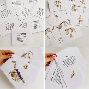 Könnte beinhalten: Eine Sammlung weißer Lernkarten mit anatomischen Illustrationen von Pferdeskeletten und detaillierten Textbeschreibungen spezifischer Knochen, einschließlich Bezeichnungen wie Atlas, Manubrium, Tuber Coxae und Tibia, zusammengehalten durch einen roten Ring.